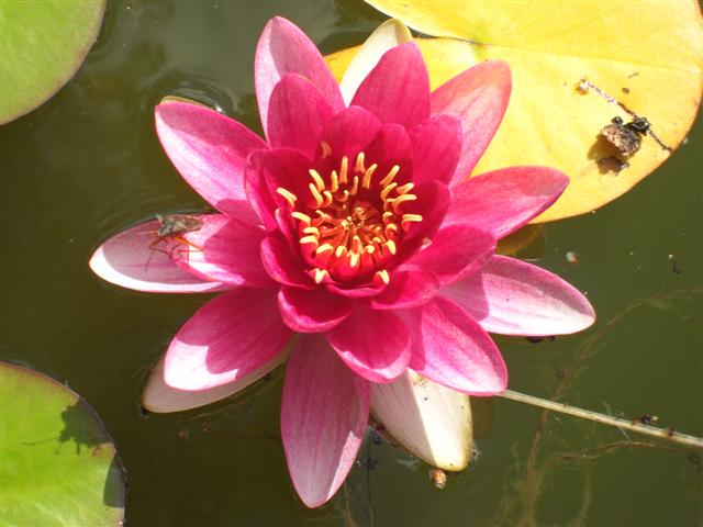 Lotus_Small